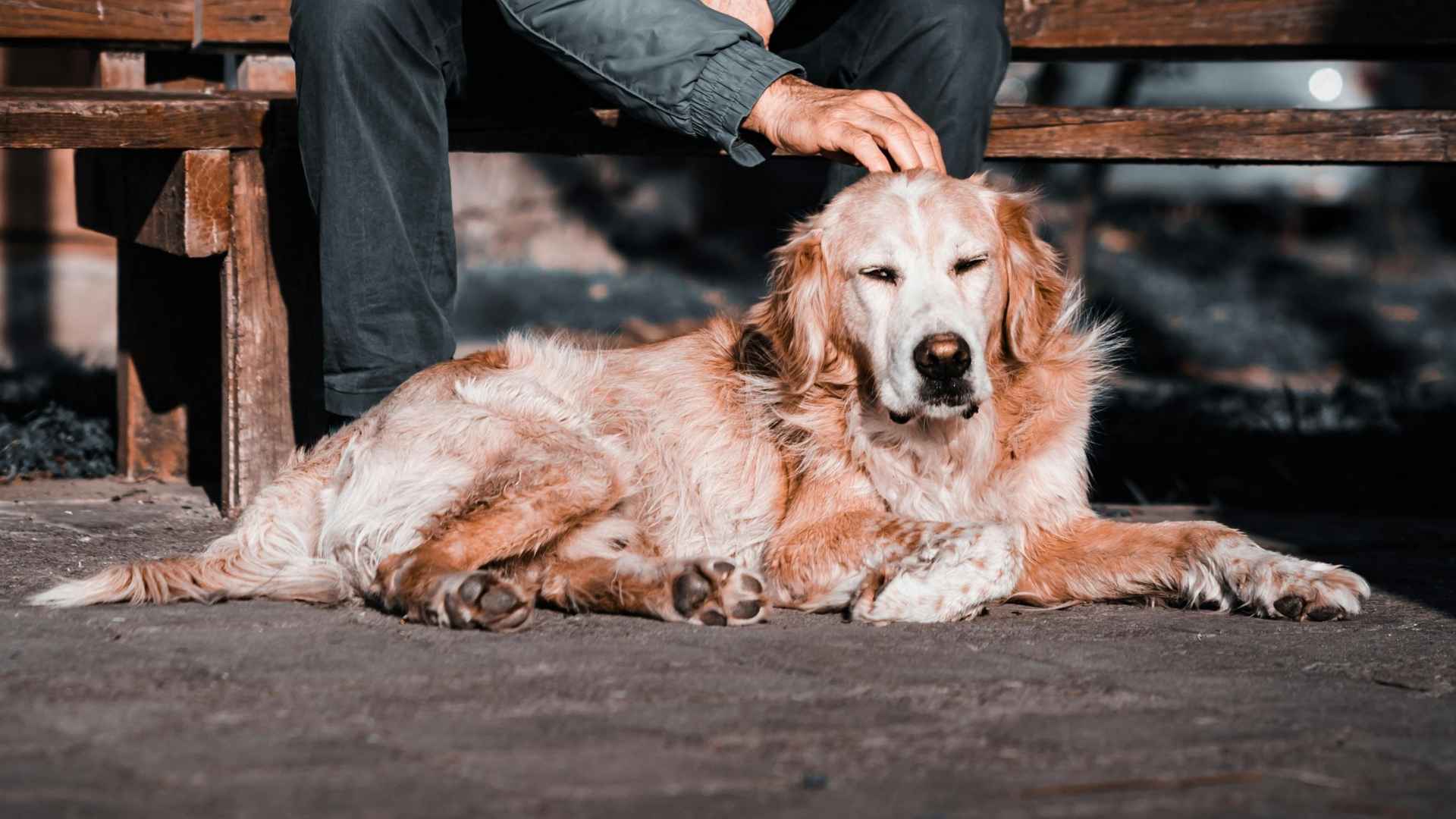 perro anciano con su persona